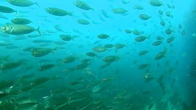 もし大量の魚に囲まれて泳いでみたら ニコニコニュース もし大量の魚に囲まれて泳いでみたら ニコニコニュース