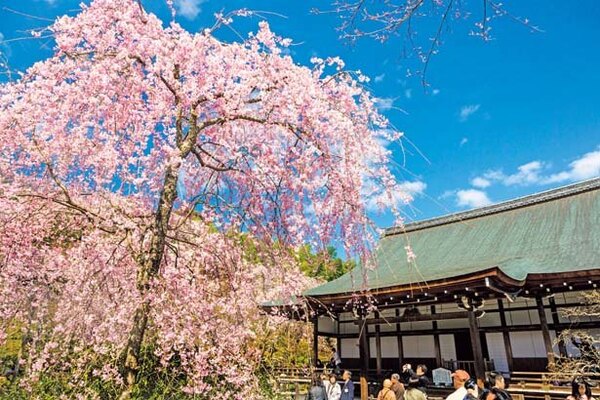 雄大な自然を借景にした桜の名所 京都 嵐山の桜スポット6選 ニコニコニュース