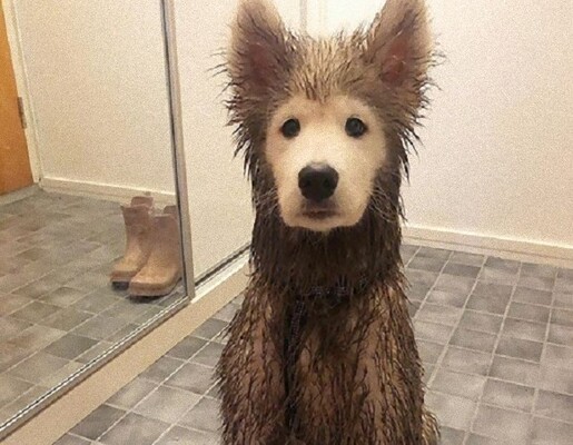 安心してください 顔はきれいですよ 散歩から戻った犬 顔以外は泥まみれだった件 フィンランド ニコニコニュース 安心してください 顔はきれいですよ 散歩から戻った犬 顔以外は泥まみれだった件 フィンランド ニコニコニュース