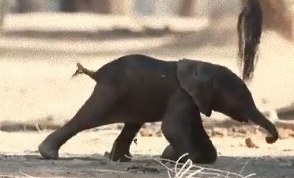 巨大な象も生まれた時は小さかった ふらつきながら立ち上がり 最初の一歩を踏み出す勇気に感動 ジンバブエ ニコニコニュース