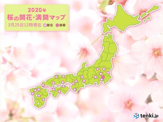 宮崎 松山で桜開花 気温上昇 朝と正午の差10度も ニコニコニュース