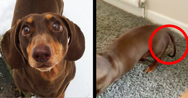 家族の皆が自宅待機になり嬉しさでシッポを振りすぎた犬 シッポが急に動かなくなってしまい獣医にいったら大変なことになって ニコニコニュース 家族の皆が自宅待機になり嬉しさでシッポを振りすぎた犬 シッポが急に動かなくなってしまい獣医にいったら大変なことになって ニコニコニュース