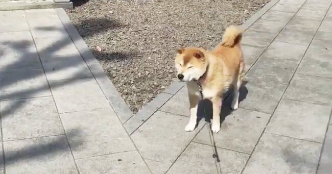そこで 散歩中に眠くなってしまった柴犬の行動が可愛すぎると話題に ニコニコニュース