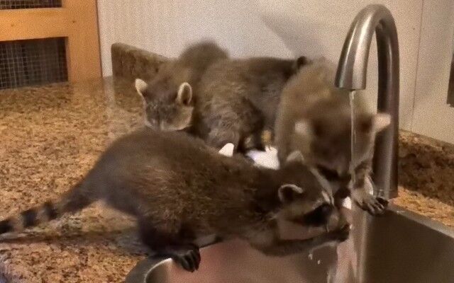 保護されたアライグマたち 蛇口の周りを陣取ってせっせと手洗いする ニコニコニュース