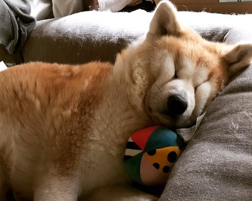 普段は凛々しいのに 眠ると顔がしわくちゃになってしまう秋田犬が発見される ニコニコニュース