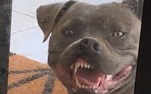 窓の方を見たら犬が二ヤリ 室内に入りたい犬の形相がちょっぴりホラー ニコニコニュース 窓の方を見たら犬が二ヤリ 室内に入りたい犬の形相がちょっぴりホラー ニコニコニュース