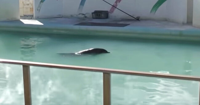 2年もの間 閉館した 犬吠埼マリンパーク の汚れたプールにひとりぼっちで置き去りにされていたイルカのハニーが亡くなる ニコニコニュース