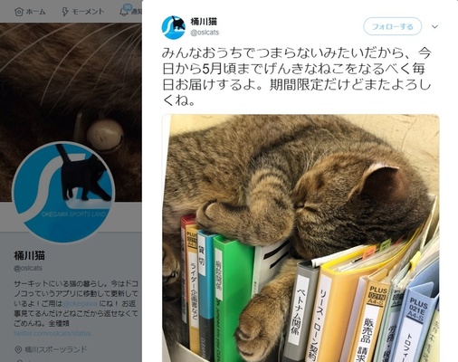 人気猫twitter 桶川猫 が4年ぶりに復活 みんなおうちでつまらニャい 期間限定だけどまたよろしくね ニコニコニュース