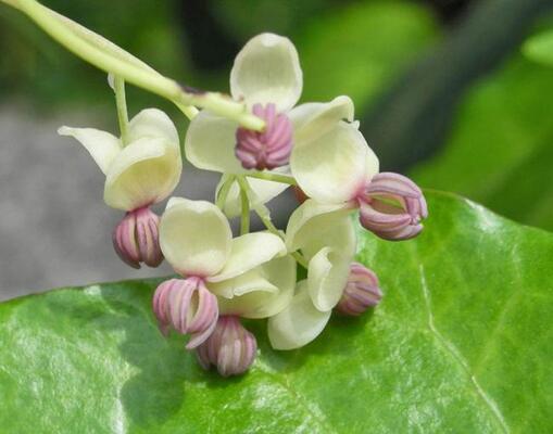 木通 アケビ この花 知ってる ニコニコニュース