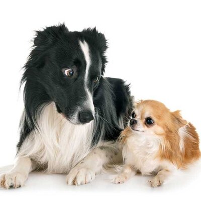 犬に吠えられる人の特徴とは 家庭犬訓練士に聞いてみた ニコニコニュース 犬に吠えられる人の特徴とは 家庭犬訓練士に聞いてみた ニコニコニュース