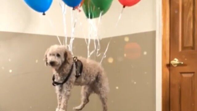 ミニチュアプードルのピーターさん 風船を装着しメルヘンに飛んでみた ニコニコニュース ミニチュアプードルのピーターさん 風船を装着しメルヘンに飛んでみた ニコニコニュース