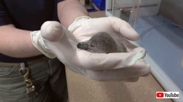 卵の中から可愛い声が オレゴン動物園でフンボルトペンギンの赤ちゃんが生まれたよ ニコニコニュース 卵の中から可愛い声が オレゴン動物園でフンボルトペンギンの赤ちゃんが生まれたよ ニコニコニュース