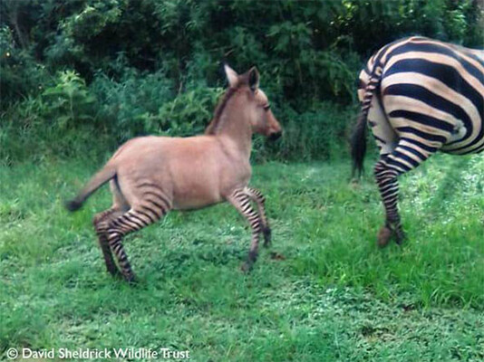 お母さんはシマウマ お父さんはロバ 自然交配でハイブリッドアニマル ゾンキー が誕生 ケニア ニコニコニュース