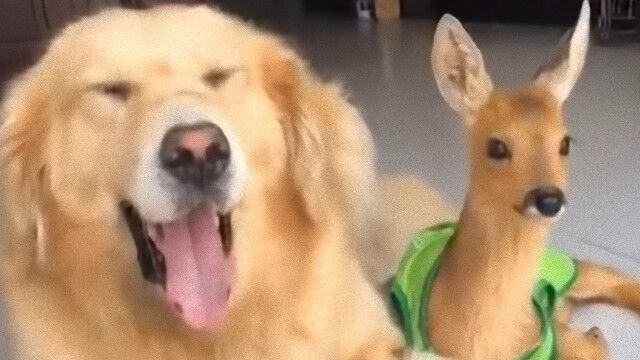ゴールデンレトリバーは友達上手 シカの赤ちゃんと異種間友情をしっかり築いていたよ ニコニコニュース