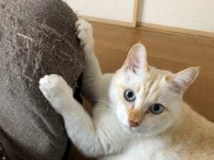 猫にまつわる不思議なお話 生まれ変わったらうちにおいで 数日後にケガした子猫が ニコニコニュース 猫にまつわる不思議なお話 生まれ変わったらうちにおいで 数日後にケガした子猫が ニコニコニュース