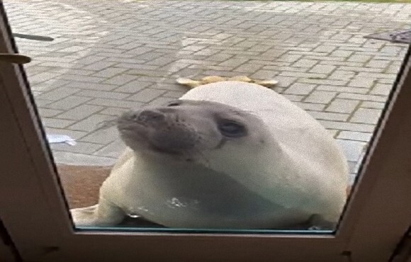 ち っす 人馴れしたゾウアザラシが民家に出没 芝生でまったり昼寝も アメリカ ニコニコニュース ち っす 人馴れしたゾウアザラシが民家に出没 芝生でまったり昼寝も アメリカ ニコニコニュース
