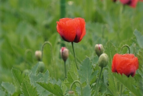 この花 麻薬の原料なんです ヤバい植物がいっぱい 東京都薬用植物園 の魅力 ニコニコニュース この花 麻薬の原料なんです ヤバい植物がいっぱい 東京都薬用植物園 の魅力 ニコニコニュース