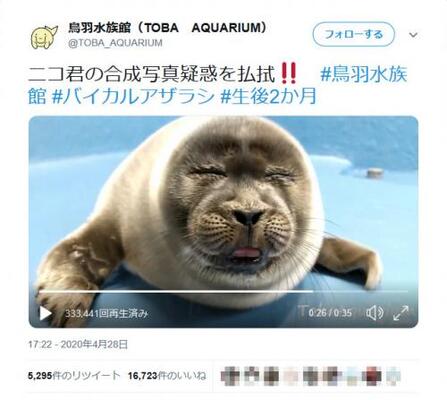おっさん言うたんダレ 鳥羽水族館のバイカルアザラシの赤ちゃんが おっさん顔 で大人気 ニコニコニュース おっさん言うたんダレ 鳥羽水族館のバイカルアザラシの赤ちゃんが おっさん顔 で大人気 ニコニコニュース