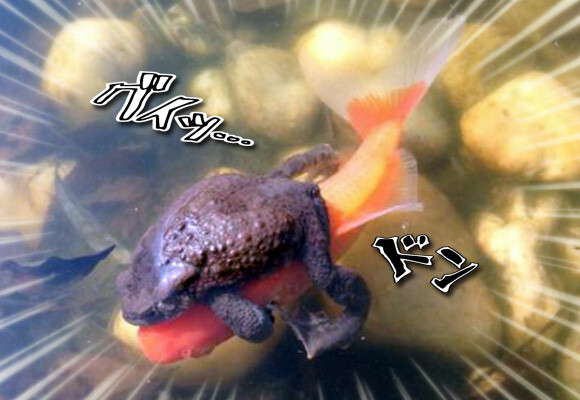 まーたカエルさん乗ってきた 巷に横行する 魚にまたがり無賃乗車するカエル ニコニコニュース