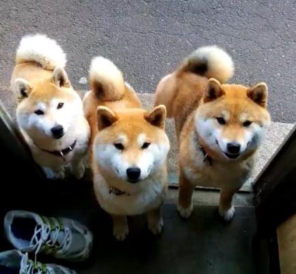 柴犬が がむください それ以外考えていない顔の動画 順番にもらう表情がかわいい 尻尾ふりふり ニコニコニュース