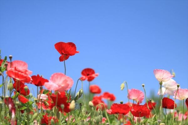 ポピーの花言葉はなに 別名には中国の英雄 項羽にまつわる物語も ニコニコニュース