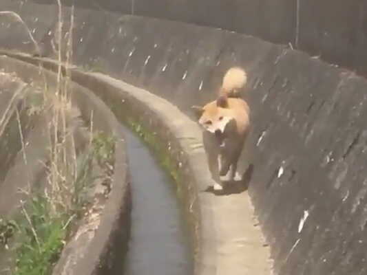 コミカルすぎぃッ 柴犬の 走り方 に 吹き出す人が続出 ニコニコニュース コミカルすぎぃッ 柴犬の 走り方 に 吹き出す人が続出 ニコニコニュース