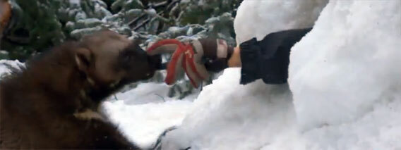 雪の中に生き埋めとなった男性を救助するクズリ ニコニコニュース