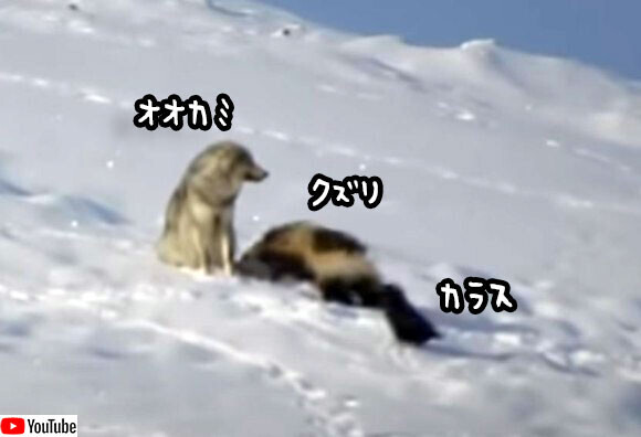 狼とクズリとカラスの奇妙な関係 クズリが狼の尻尾をガブリ カラスはずっと傍観者 ニコニコニュース