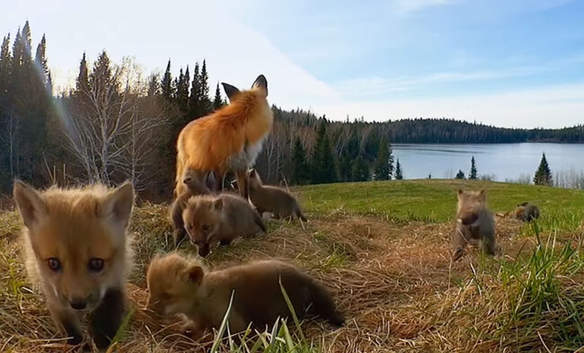 おとぎの国がここにもあった カナダ ケベック州の大自然で暮らす動物たちの春 ニコニコニュース