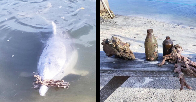 イルカにエサをあげるボランティアを続けていたら お礼に 海の宝物 をプレゼントしてくれるようになったと話題に ニコニコニュース