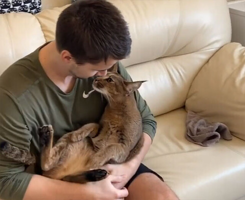 カラカルの血をひく猫が 飼い主の首筋に甘くなさげな甘噛みチュウチュウ ニコニコニュース カラカルの血をひく猫が 飼い主の首筋に甘くなさげな甘噛みチュウチュウ ニコニコニュース