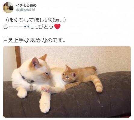 お兄ちゃん猫にべったり 甘え上手な子猫のおねだり動画にtwitter民メロメロ ニコニコニュース