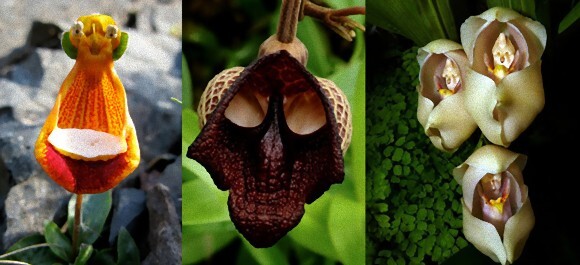 植物のなんちゃって能力が半端ない 何かの顔や形そっくりに擬態した17種の植物 ニコニコニュース