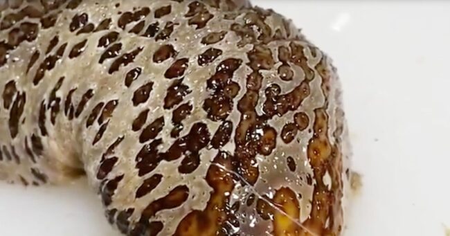 ナマコを捌いていたら中からエイリアンみたいな生物が出てきて大暴れ 心臓が止まるかと思ったと話題に ニコニコニュース ナマコを捌いていたら中からエイリアンみたいな生物が出てきて大暴れ 心臓が止まるかと思ったと話題に ニコニコニュース