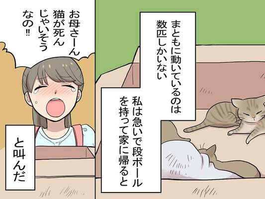 仲良く一緒に天国へ 一緒に育った犬と猫の結末に感涙 ニコニコニュース