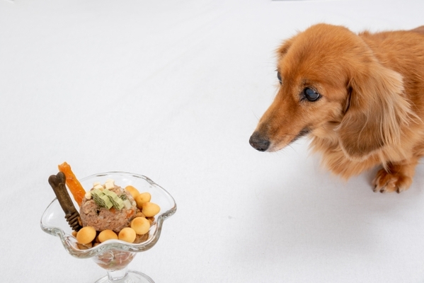 気をつけて ペットの誤飲 犬は チョコ 薬 猫は ビニール ゴム など ともに ネギ類 も注意 ニコニコニュース