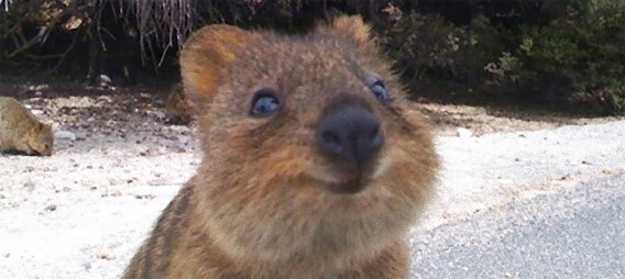 幸せそうな顔をさせたら世界一 オーストラリア固有種 クアッカワラビー ニコニコニュース 幸せそうな顔をさせたら世界一 オーストラリア固有種 クアッカワラビー ニコニコニュース