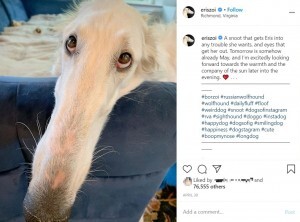 世界一の長さ 30cm超の鼻を持つ2歳のボルゾイ犬 米 ニコニコニュース 世界一の長さ 30cm超の鼻を持つ2歳のボルゾイ犬 米 ニコニコニュース