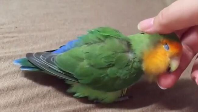 ご主人おかえり ナデナデして コザクラインコが飼い主さんに思いっきり甘える姿へ なにこれ幸せ かわいすぎ の声 ニコニコニュース