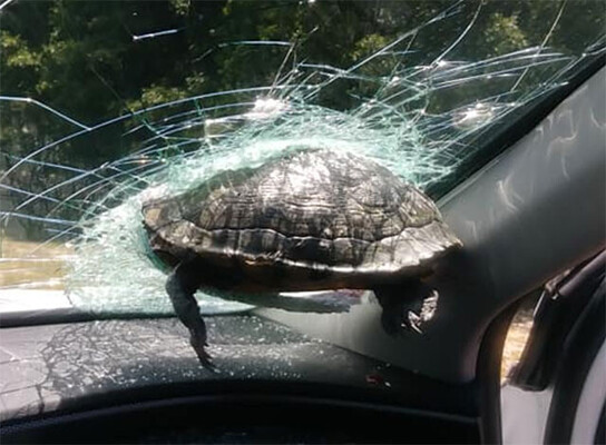 突如亀が飛んでいて走行中の車に衝突 フロントガラスに突き刺さるハプニングが発生 アメリカ ニコニコニュース