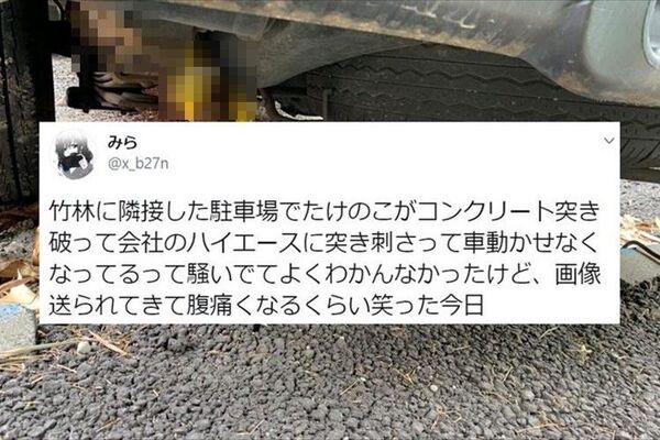 たけのこの生命力を実感 車を1ヶ月以上停めていたら凄いことになっていた ニコニコニュース