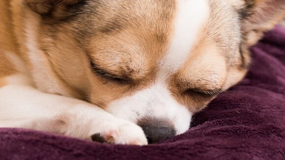 犬が寝る前にくるくる回る2つの理由 犬ライフハック ニコニコニュース 犬が寝る前にくるくる回る2つの理由 犬ライフハック ニコニコニュース