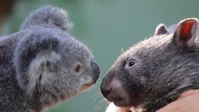 コアラとウォンバットの異種間友情 臨時休園中の動物公園でウォンバットとコアラに絆が芽生えた ニコニコニュース