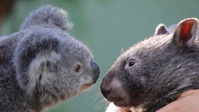 コアラとウォンバットの異種間友情 臨時休園中の動物公園でウォンバットとコアラに絆が芽生えた ニコニコニュース コアラとウォンバットの異種間友情 臨時休園中の動物公園でウォンバットとコアラに絆が芽生えた ニコニコニュース