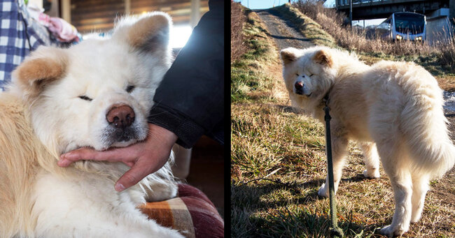 ブサかわいい秋田犬の わさお が天国へ旅立つ 動画や写真で思い出を振り返る ニコニコニュース