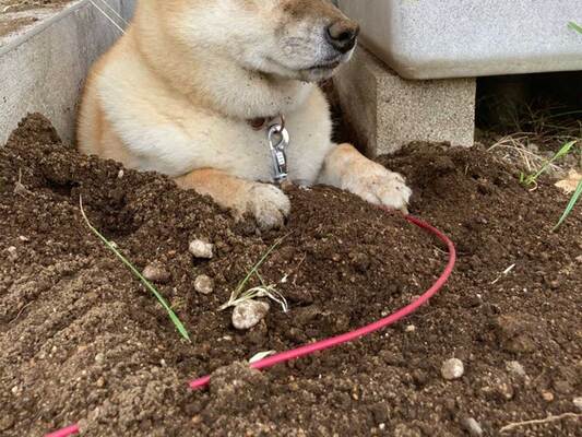 柴犬 ここが落ち着くんです 説得力ありすぎな １枚 が コチラ ニコニコニュース