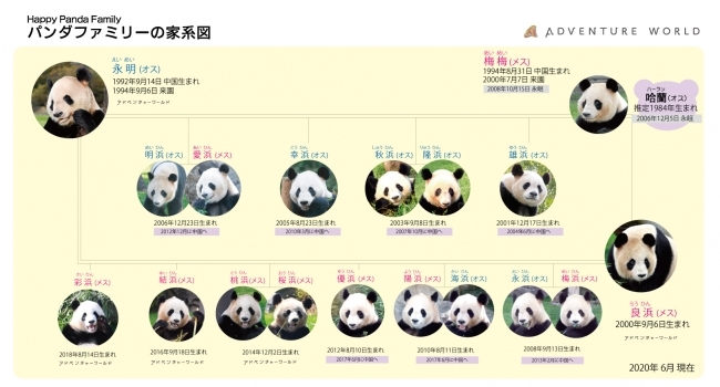 ジャイアントパンダ 永明 えいめい 良浜 らうひん の交尾を確認しました ニコニコニュース ジャイアントパンダ 永明 えいめい 良浜 らうひん の交尾を確認しました ニコニコニュース