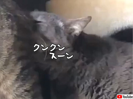 嗅がせてくれるのは親愛の証だけど これはキツかった 猫の顔がゆがむフレーメン反応 ニコニコニュース