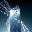 【オーダー用】リュウグウノツカイ カッティングダイ 深海魚 西伊豆・大瀬崎でリュウグウノツカイが出現！ | ダイビングと海