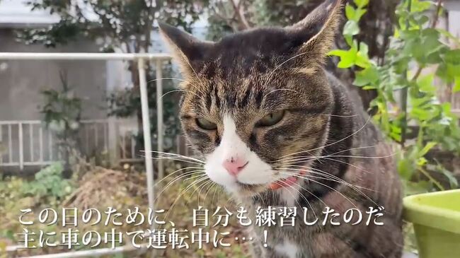 首輪付き猫vs人間 飼い猫を守るため立ち上がった飼い主の姿をどうぞご覧ください ニコニコニュース